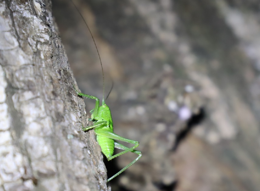 ヤブキリ♂幼虫_ヤナギ林_2023年5月1日19時10分 気温17.5度